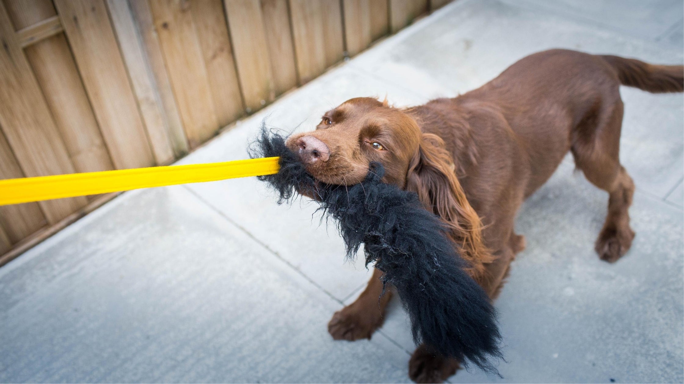 spaniel tugging on sheepskin dog toy