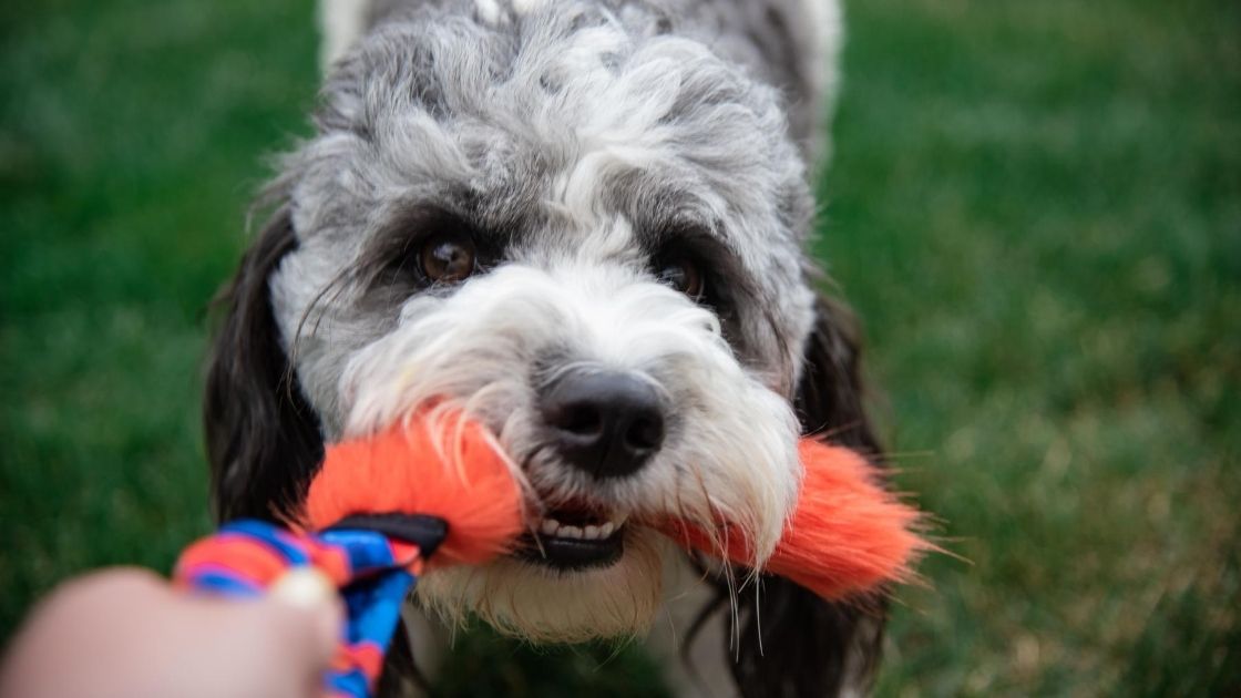 dog tugging on tough dog toy