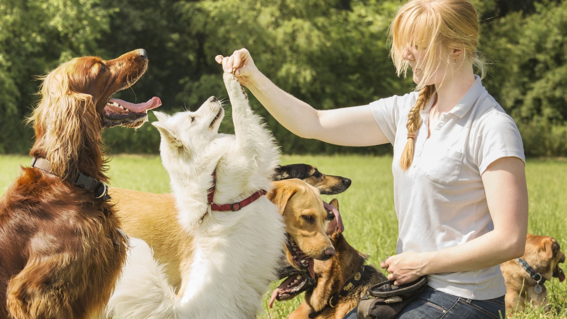 woman and dogs showing off their trick training