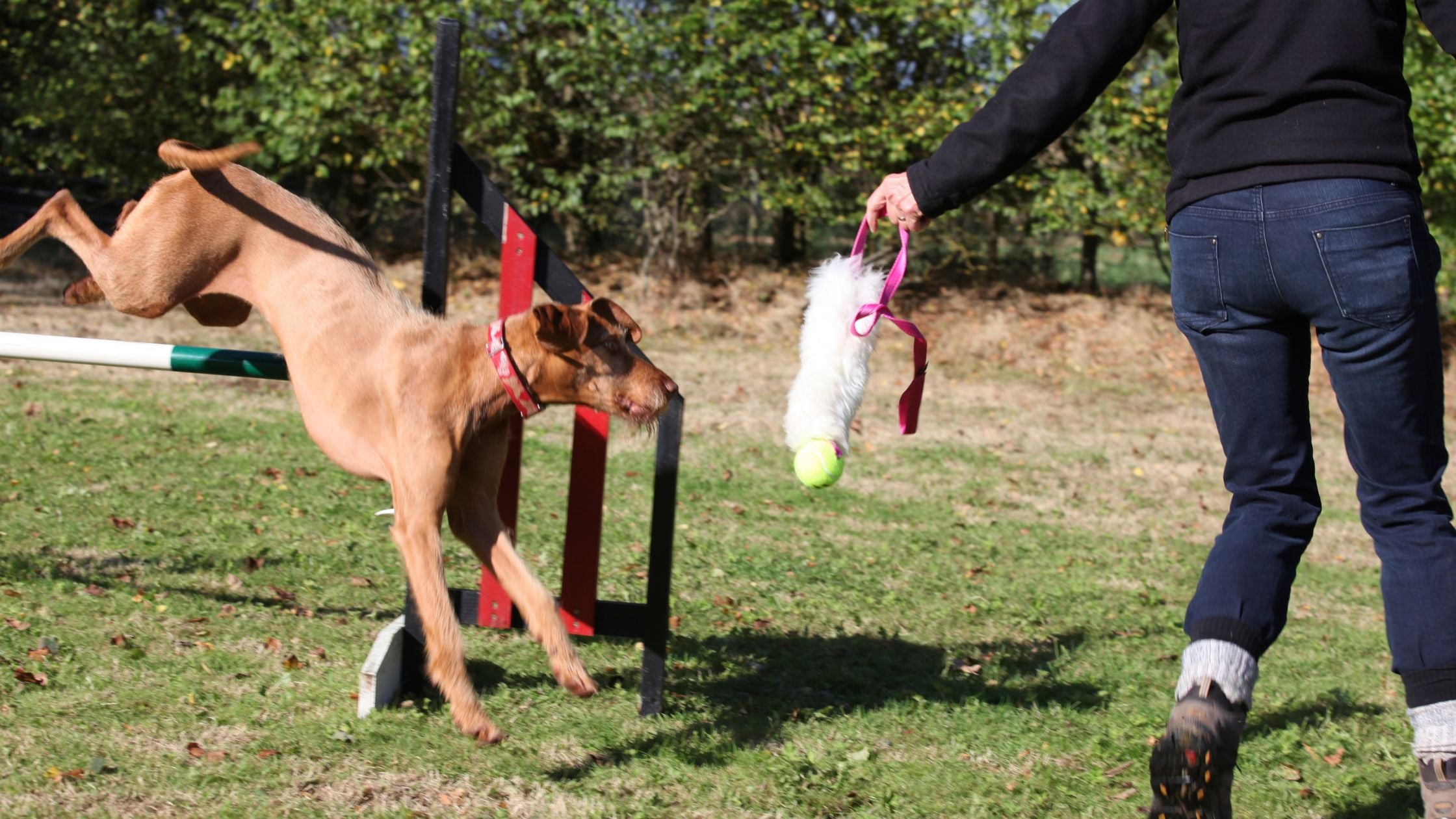 Best 5 Dog Training Toys to Boost Motivation