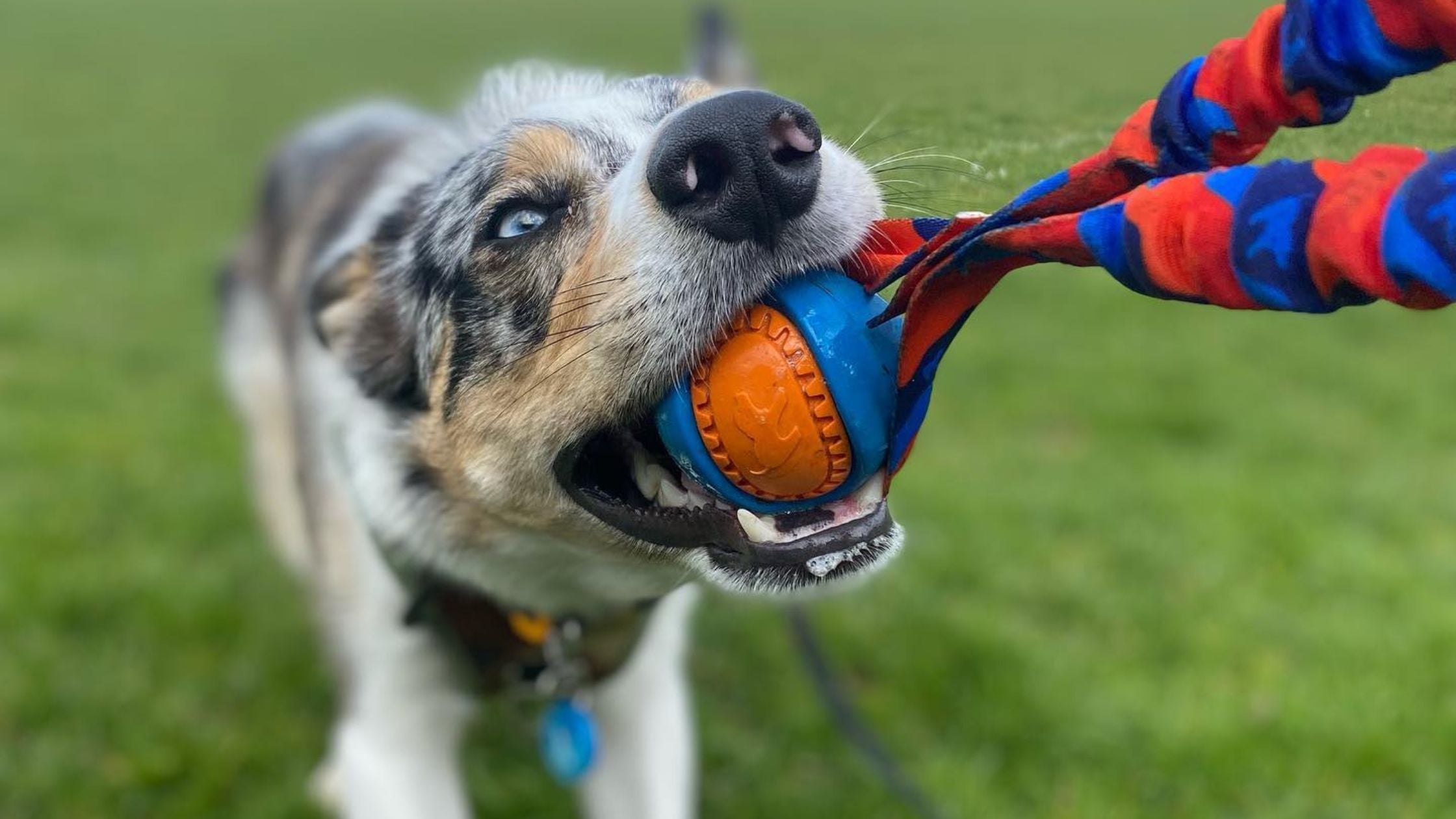 How to play fetch safely