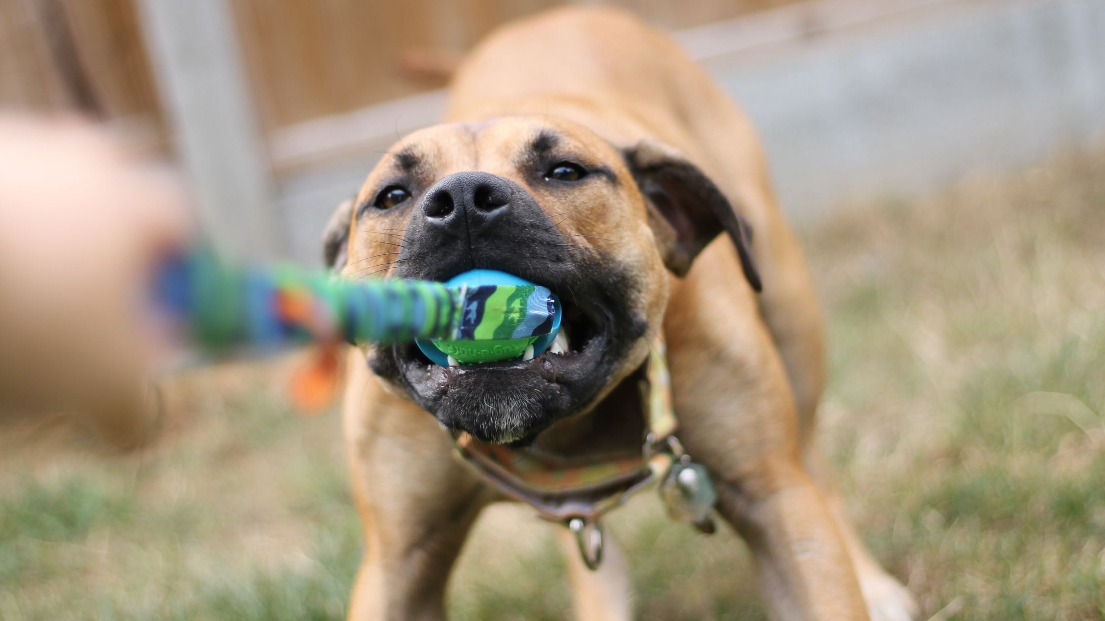 dog tugging on rubber dog ball toy with handle