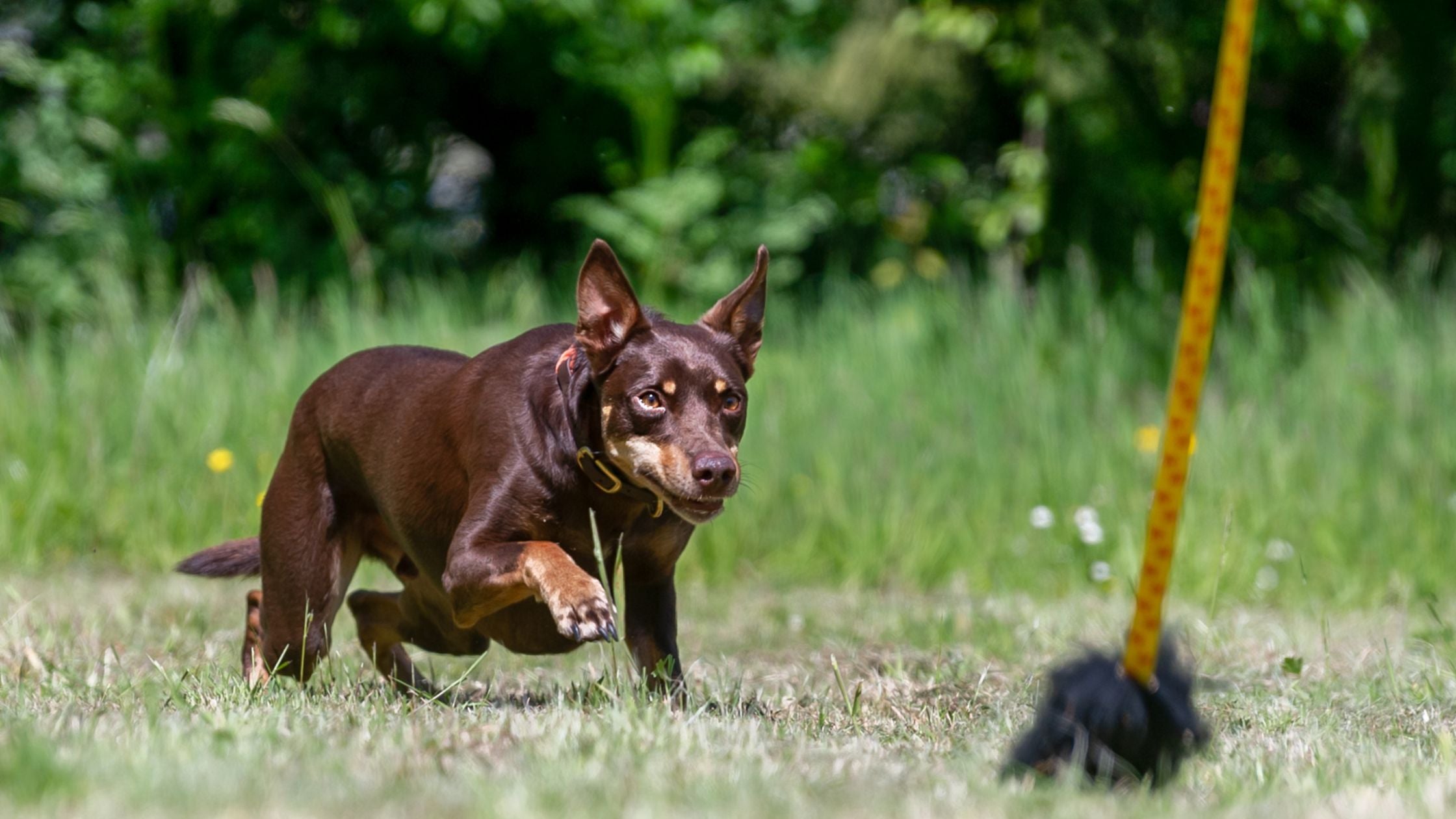 Dog chasing sheepskin chaser | How to teach a recall