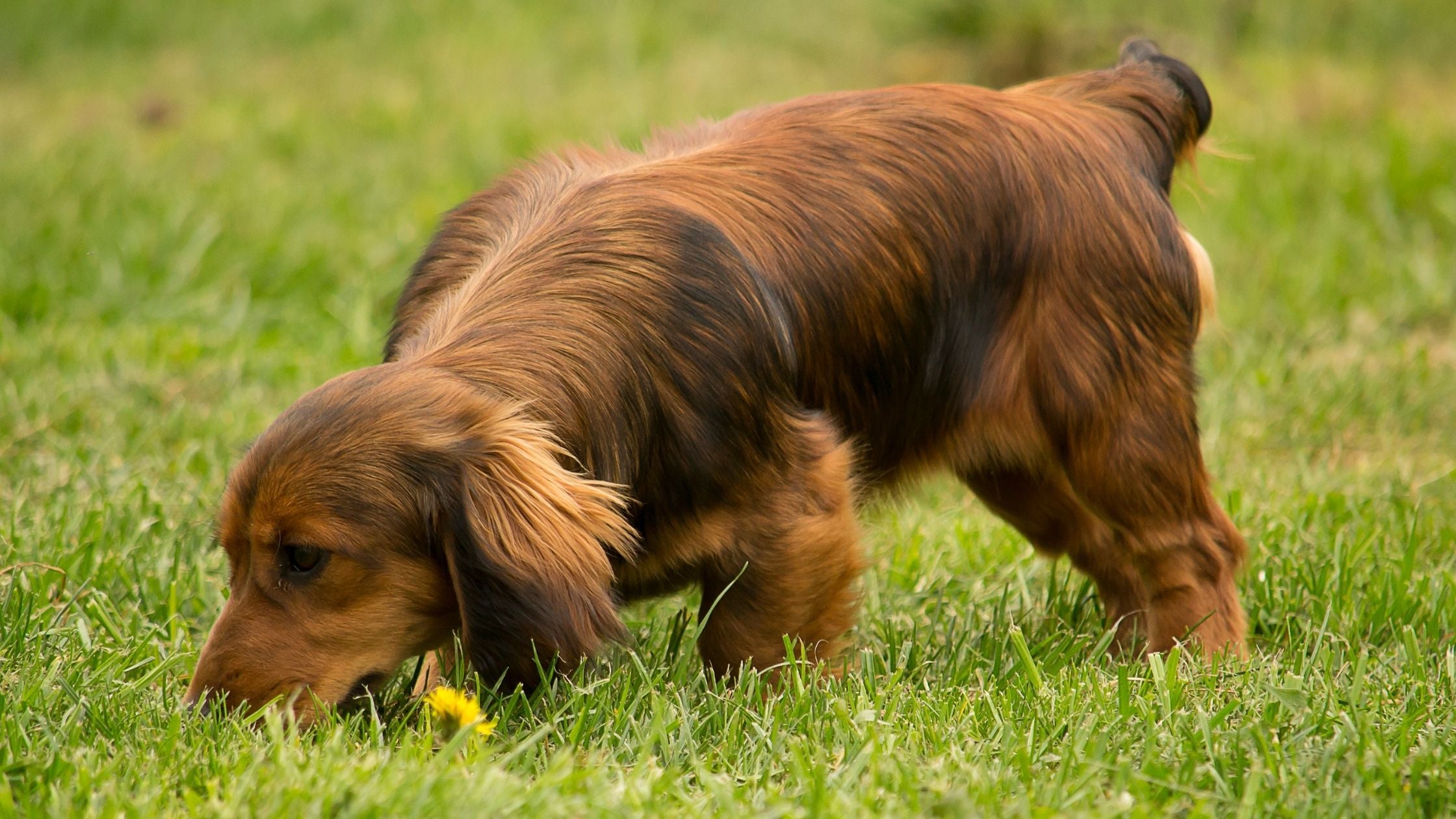 Why Mental Stimulation Is Vital For Your Dog