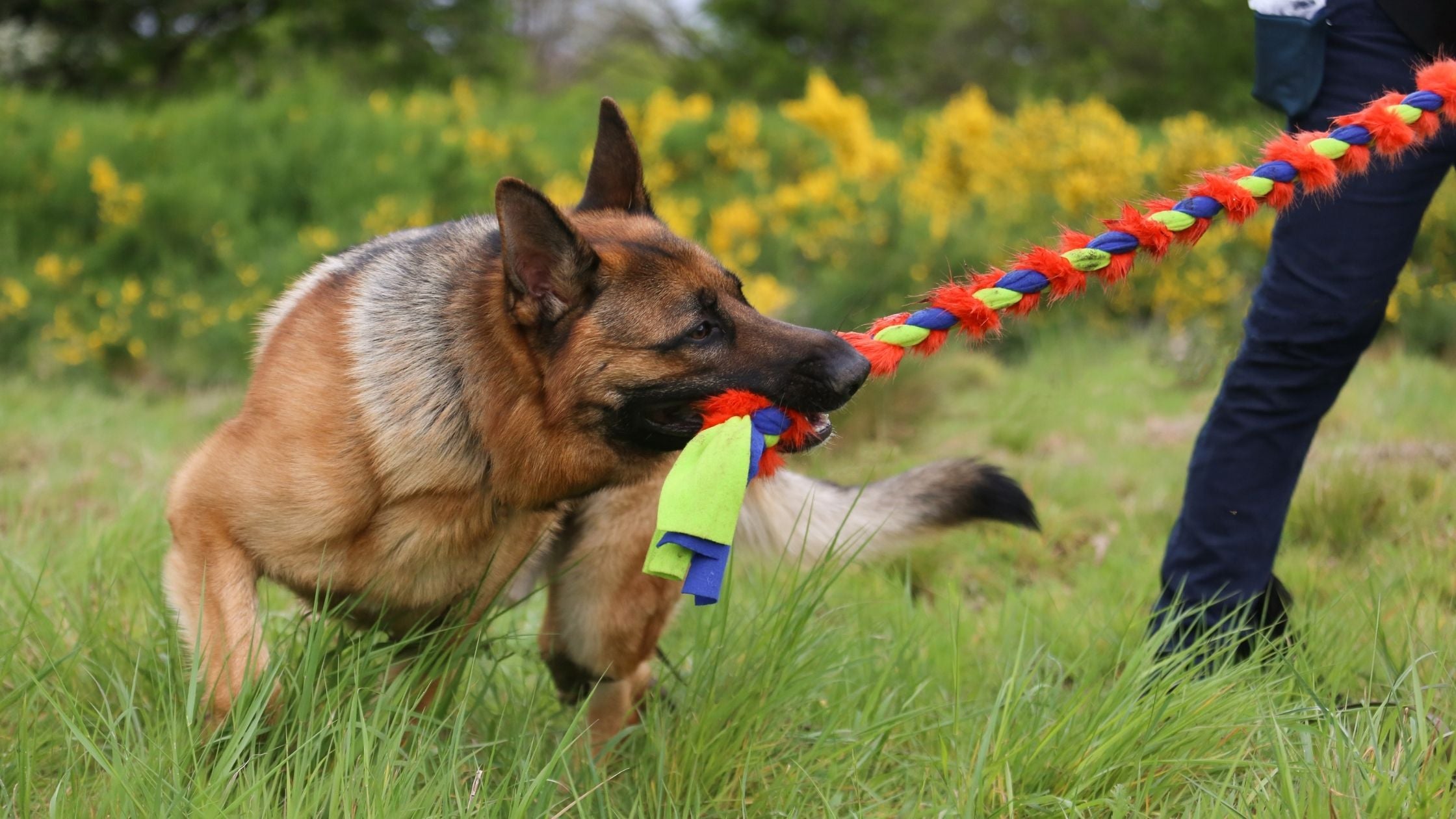 Discover the best toys for German Shepherds