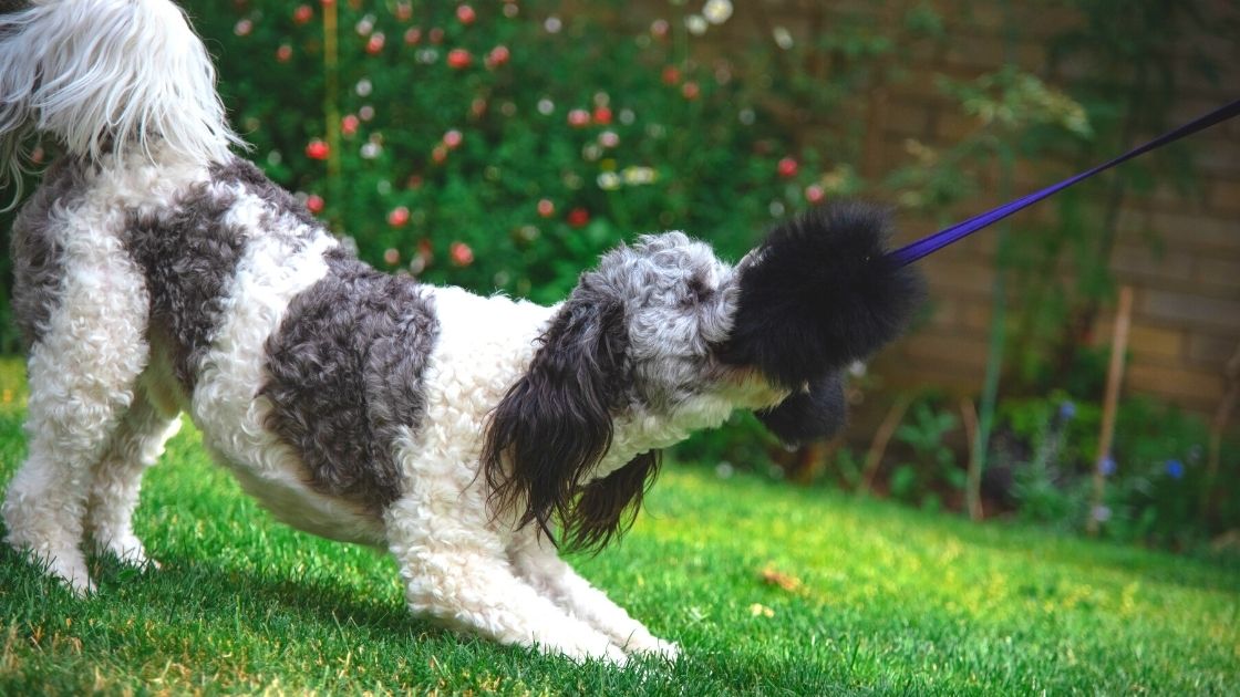 dog tugging on chaser toy