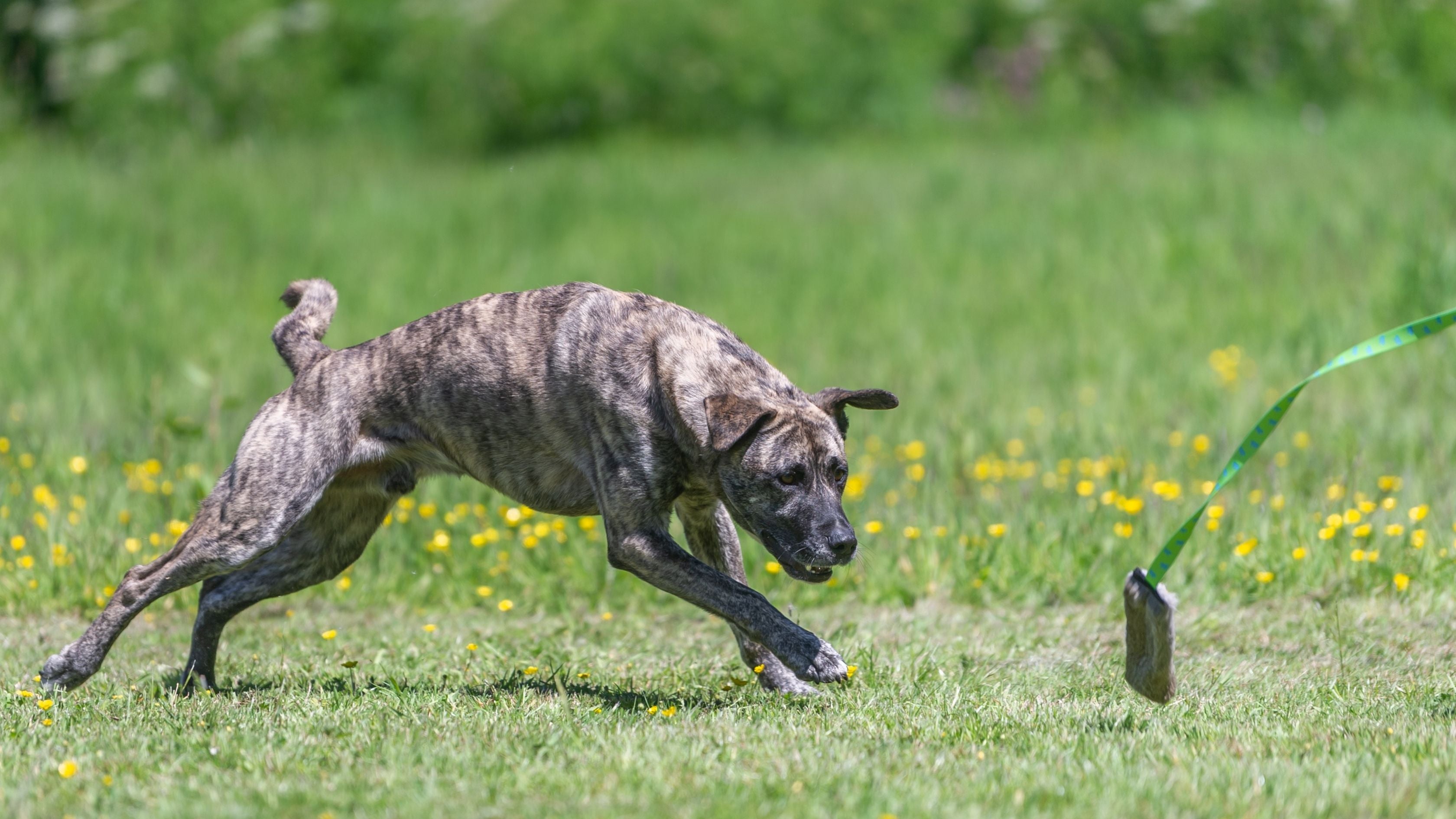 Dog being taught to channel their chase drive with dog tug toys so they don’t ignore recall anymore