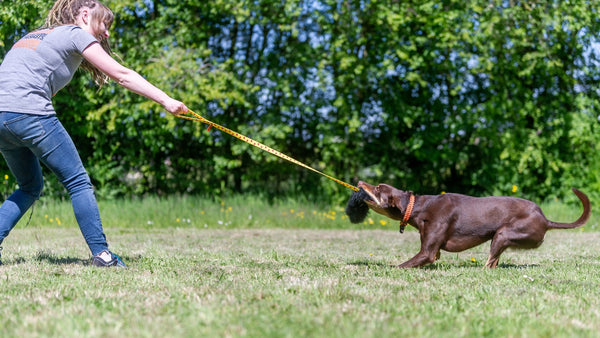 human dog bond