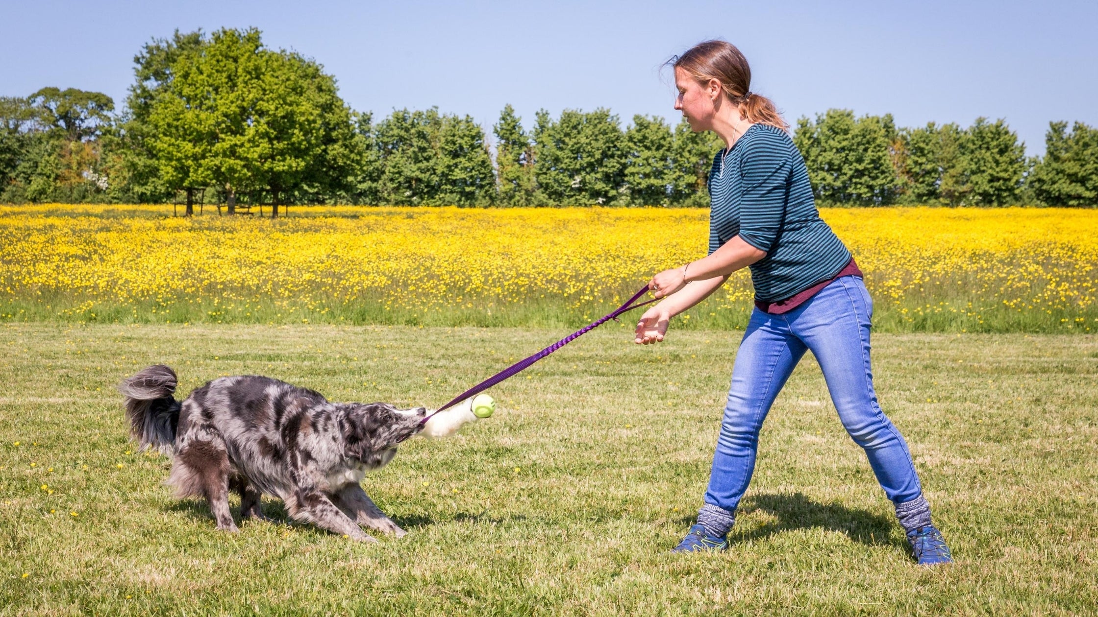 Discover the Best Enrichment Toys for Herding Dogs