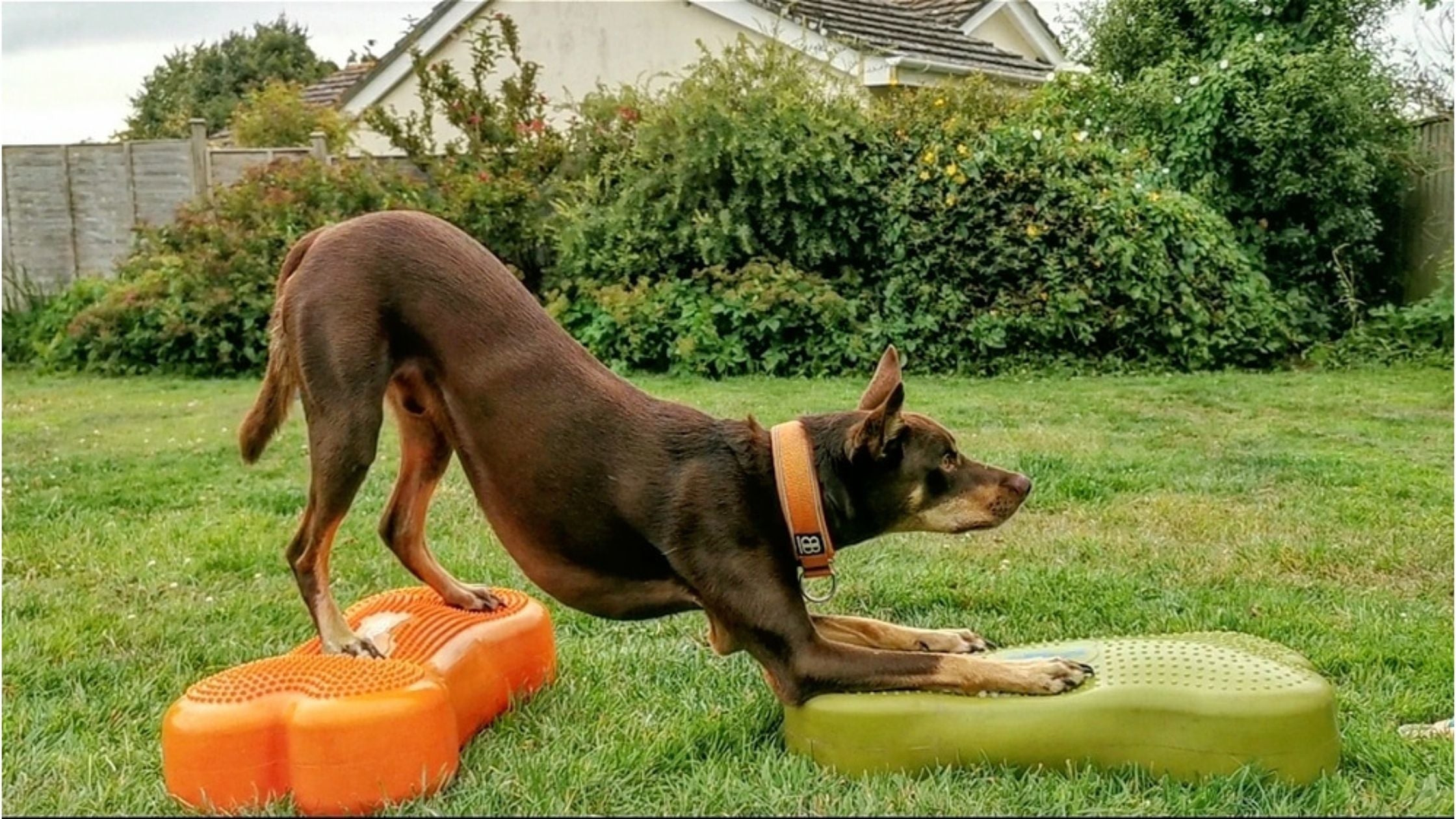 dog balancing on wobble boards learning new trick