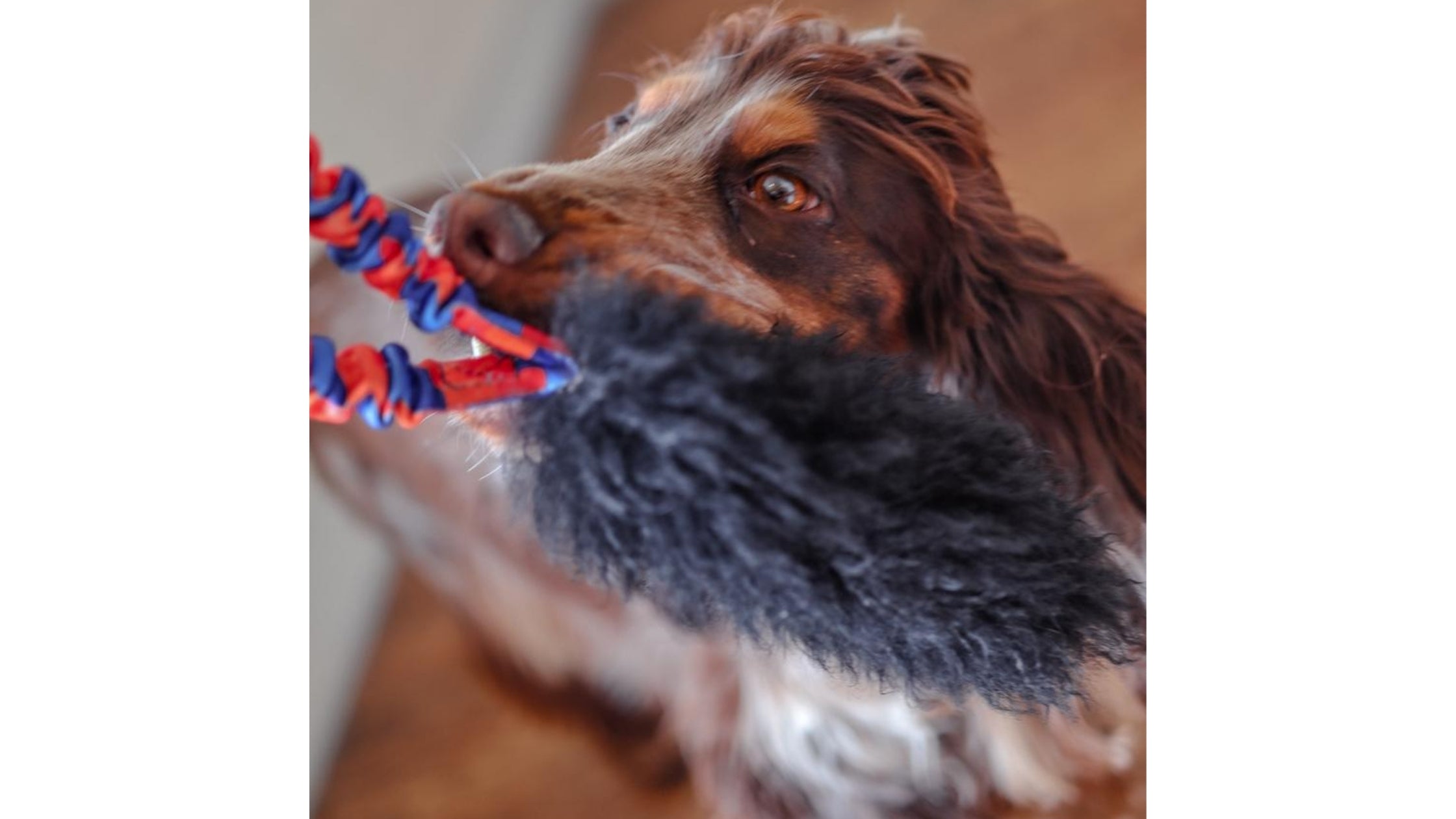 spaniel holding sheepskin tug toy