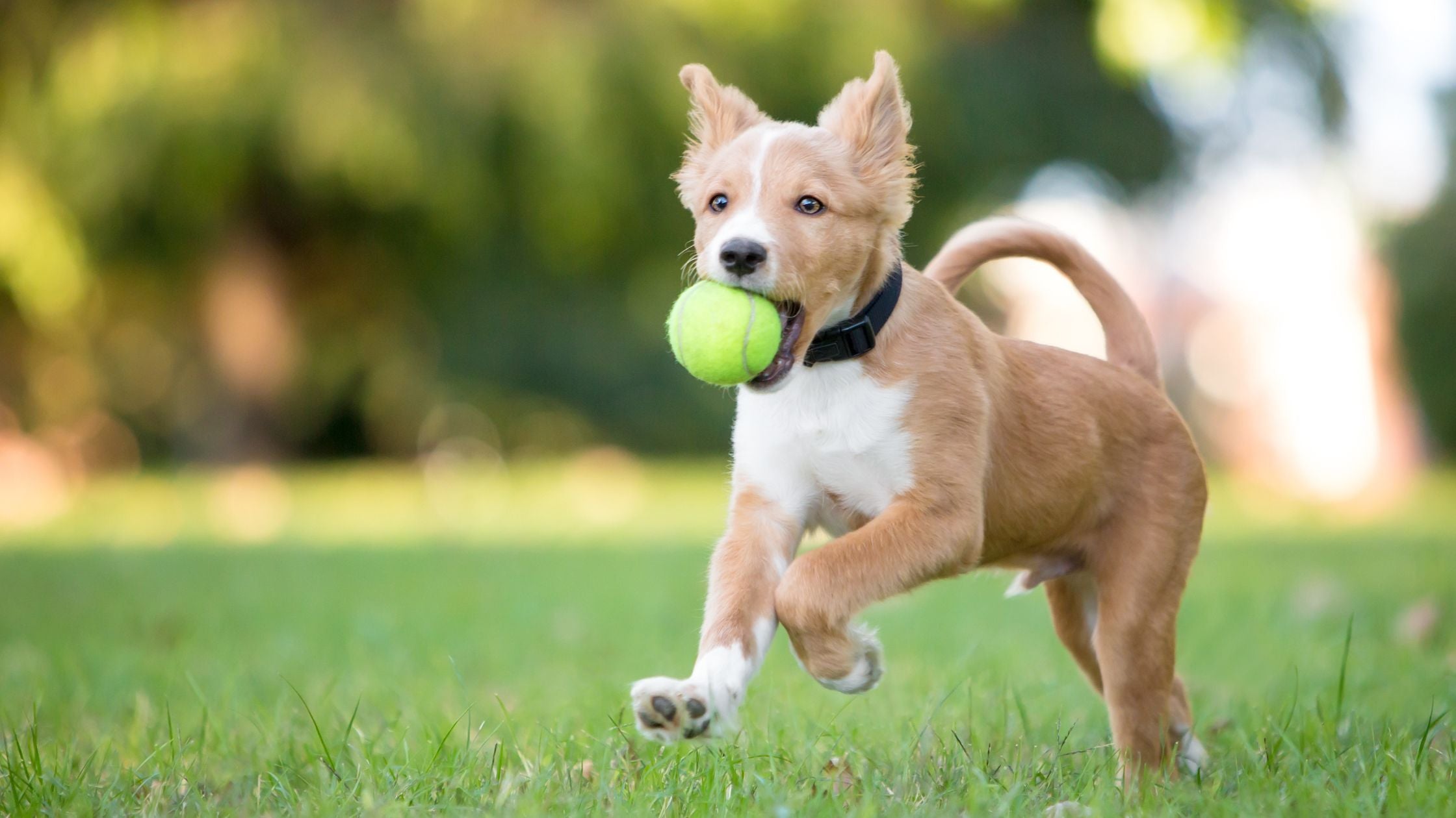 dog carrying a tennis ball in it's mouth