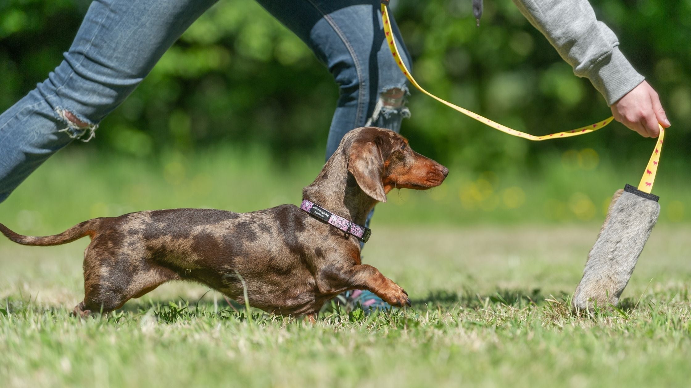 dachshund following squeaky chaser toy for dogs