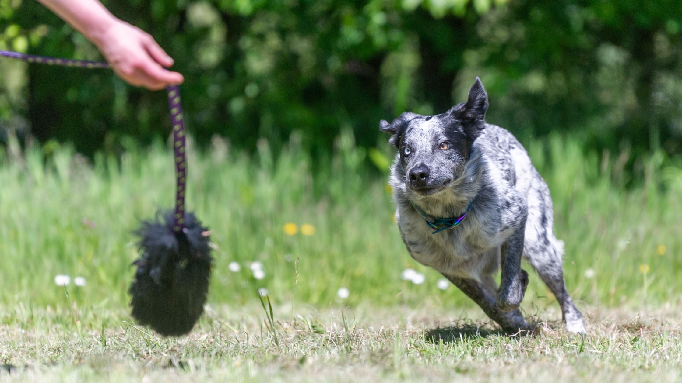 Dog Chasing Sheepskin Chaser | How to teach a recall
