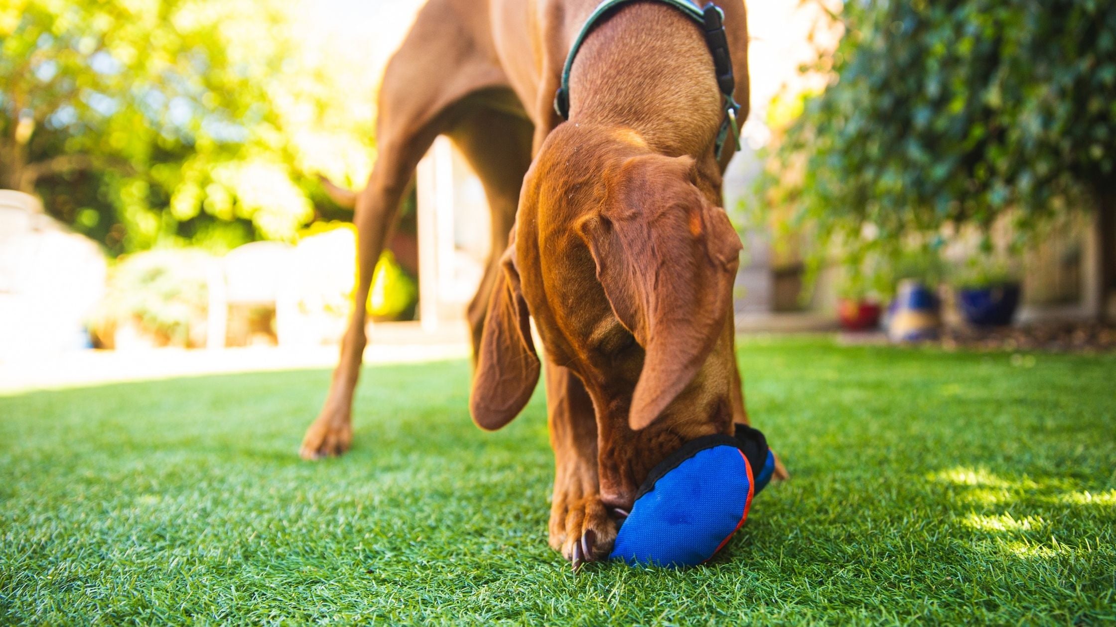 7 Mental Stimulation Games for Your Dog