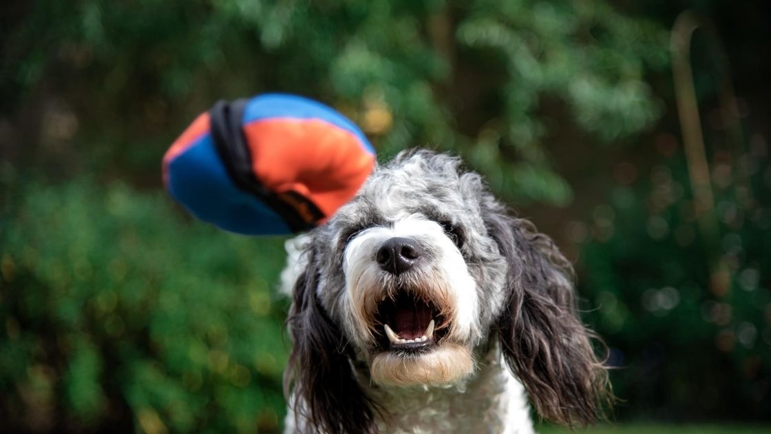 Dog catching treat dispensing dog toy the Clam