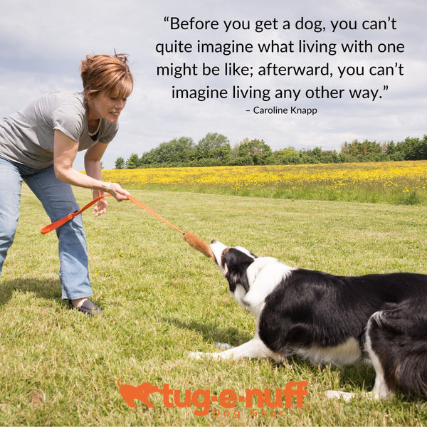 Collie playing tug