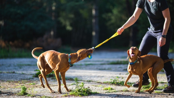 vizsla playing tug