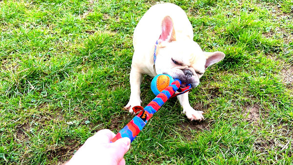 frenchie at st giles animal rescue playing with ball tug toy