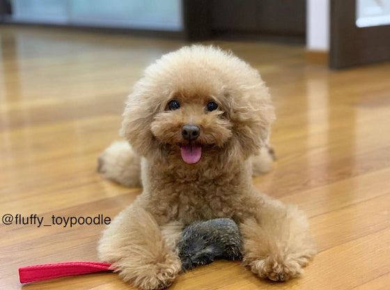 toy poodle fluffy