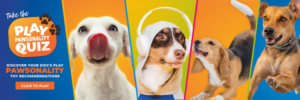 play personality quiz for dogs