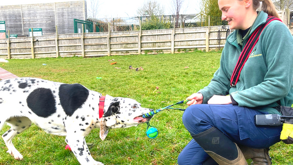 dog trainer and rescue dog playing tug of war together