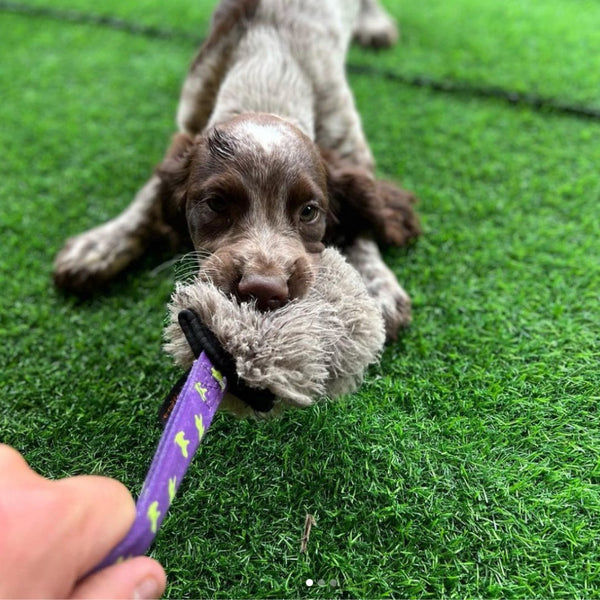 spaniel playing tug