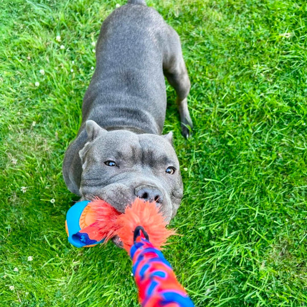 staffy playing with toy