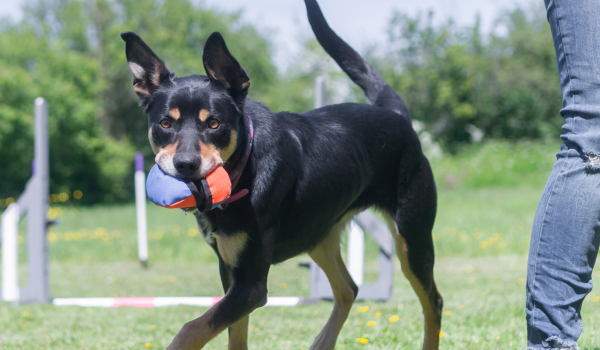 dog carrying treat dispensing dog toy