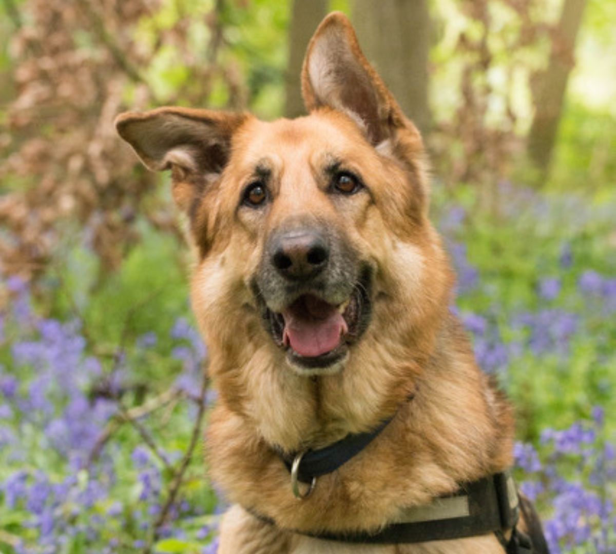 Reactive dog Frankie the German Shepherd