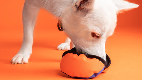 The Best Interactive Dog Toys: Why collaborative play rules — Tug-E-Nuff