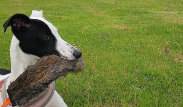 Whippet holding rabbit skin chaser toy for dogs