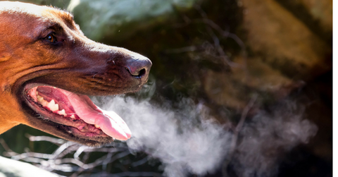 dog's breath smells different