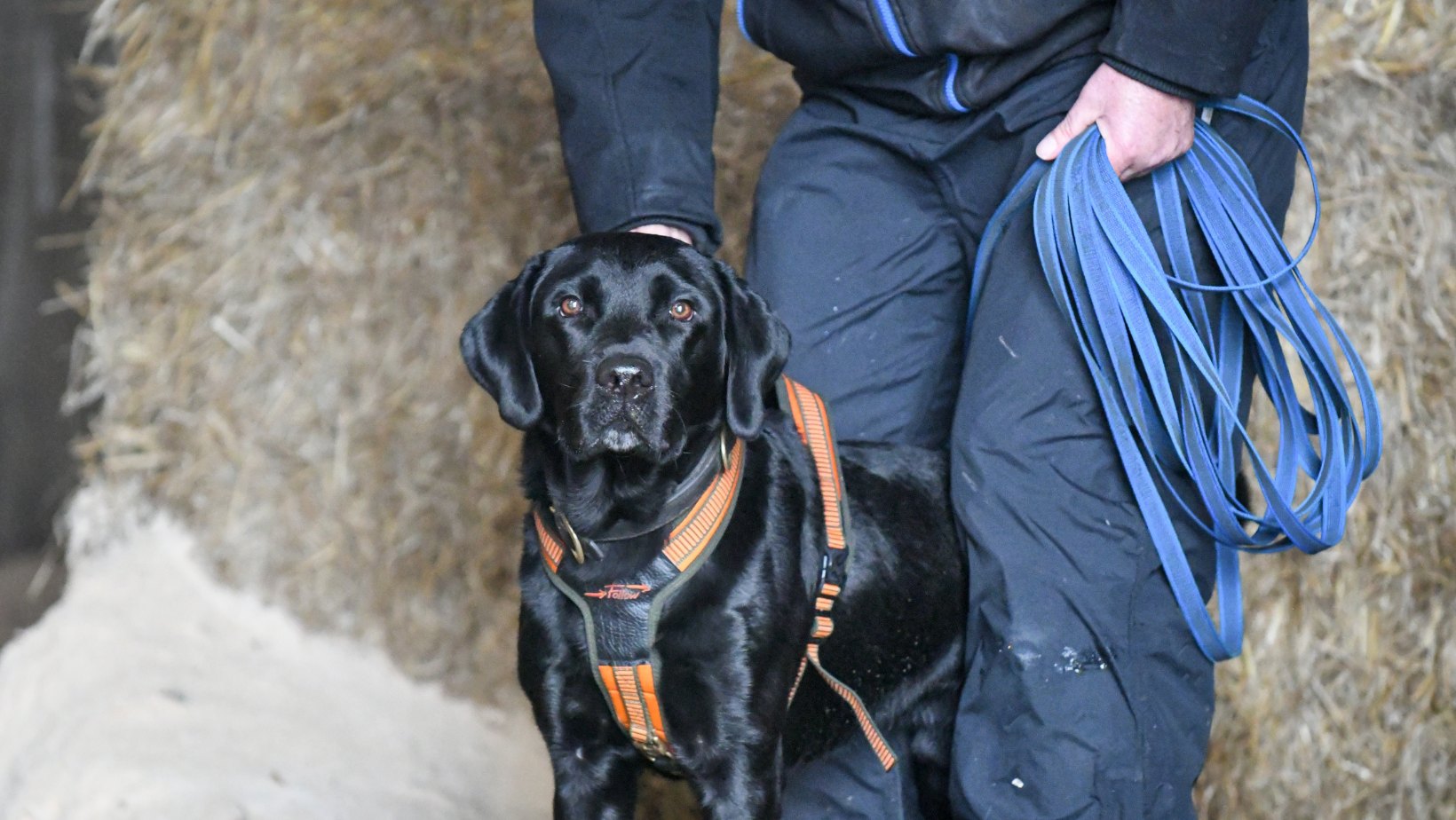 black labrador preparing for mantrailing