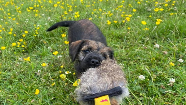 border terrier playing tug