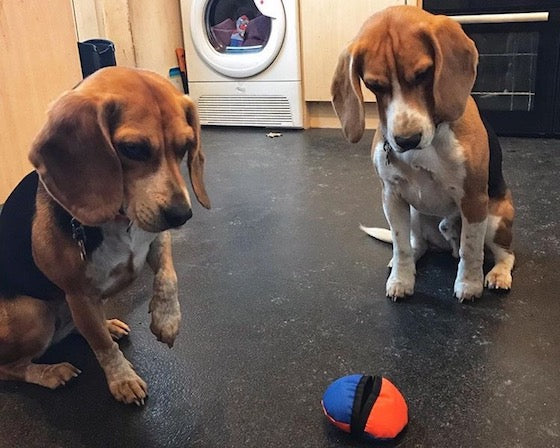 best toys for beagles