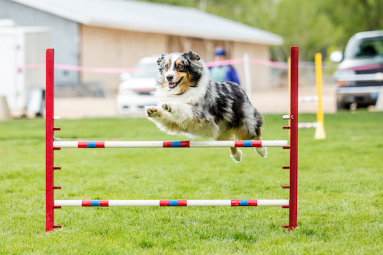 Best 5 Dog Training Toys to Boost Motivation