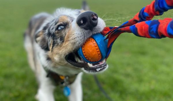 dog tugging on dog ball toy with handle