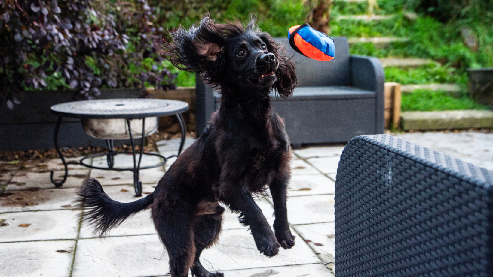 dog ball with treats