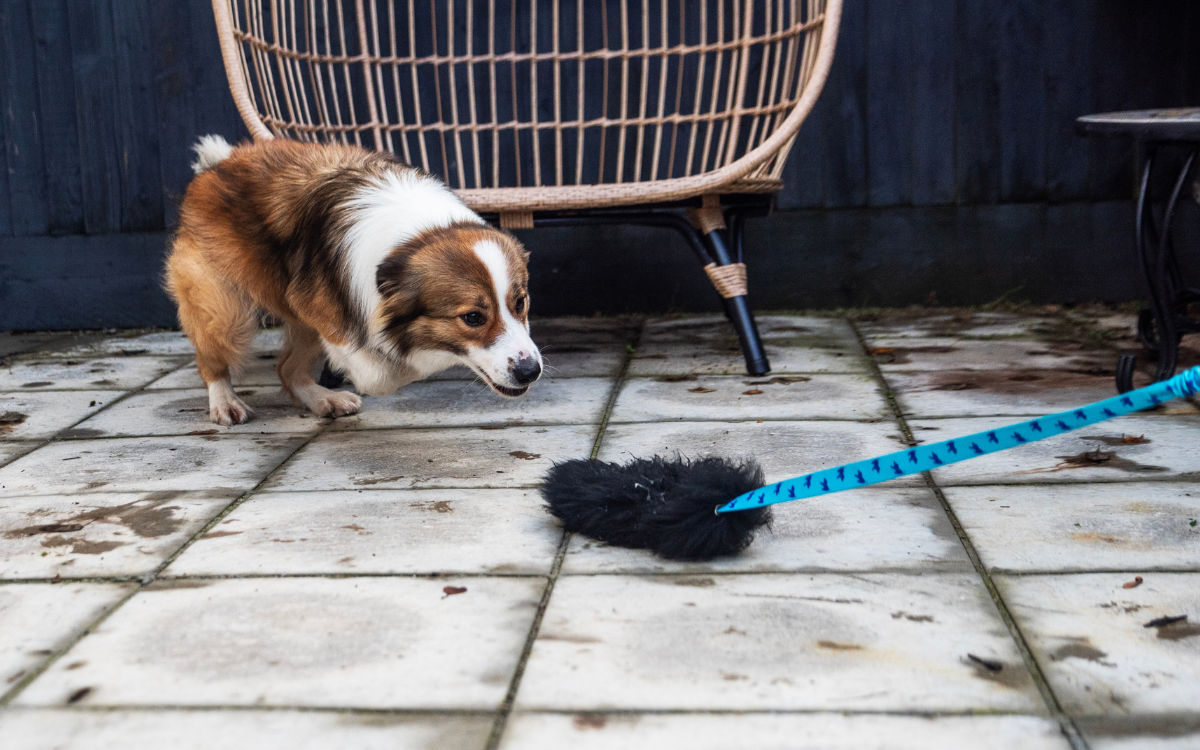 Dog chasing toy