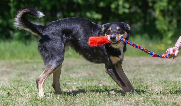dog playing tug with owner with a strong tug toy