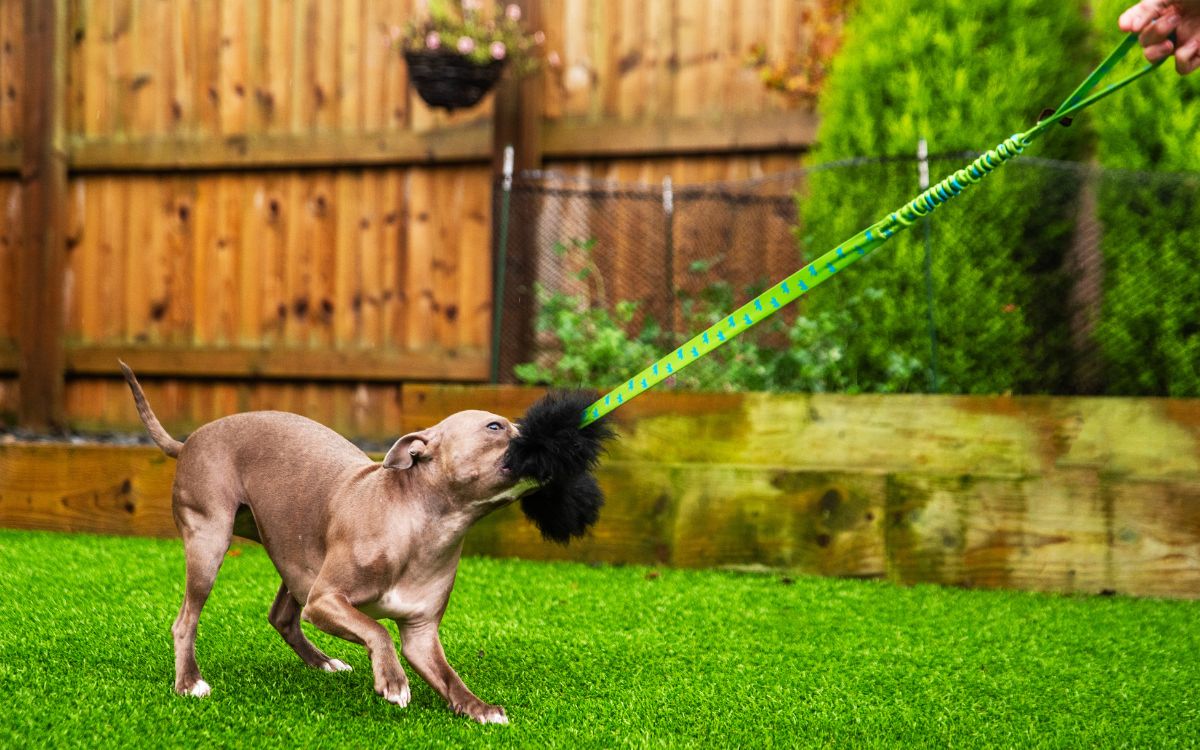 dog tugging on chaser toy in the garden