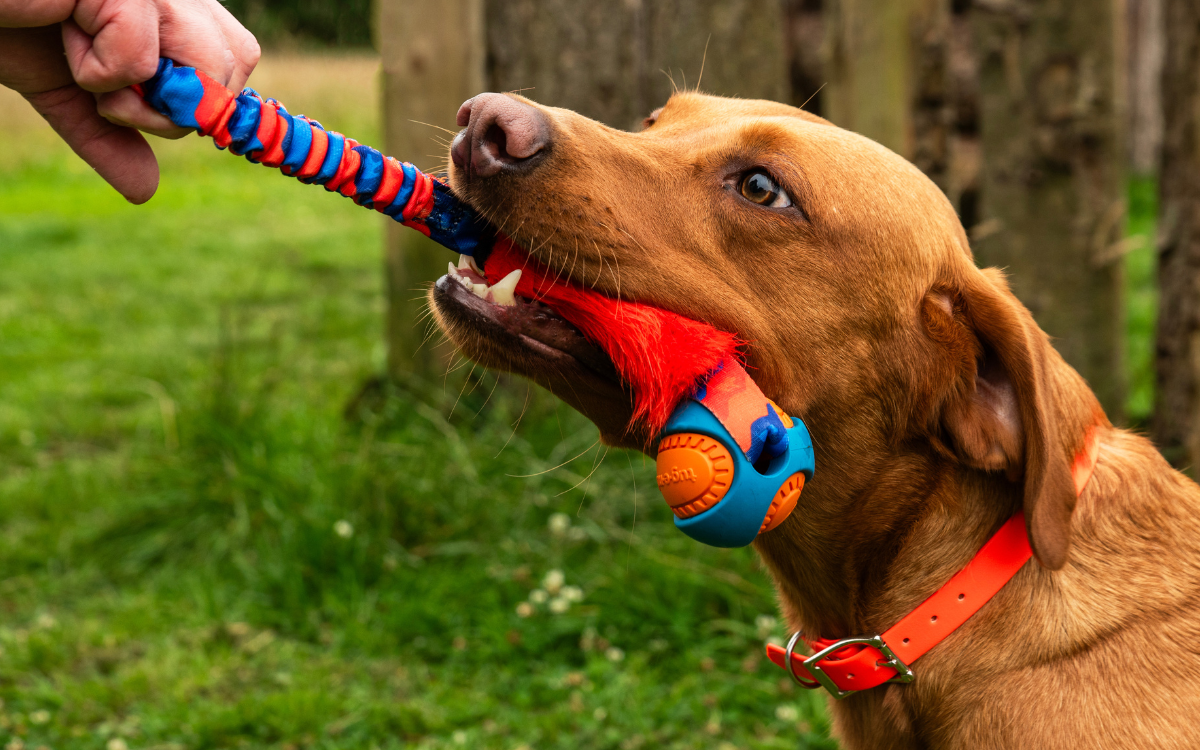 dog playing with tough dog ball toy