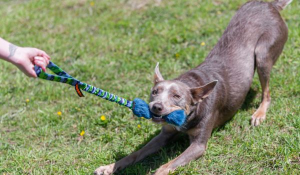 dog playing with faux fur tough tug toy