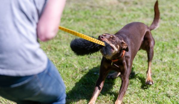 dog playing with sheepskin tug toy