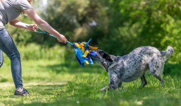 dog playing tug of war with owner