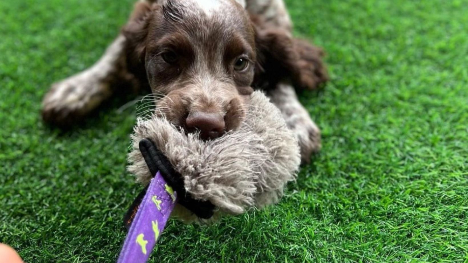 spaniel puppy tugging on squeaky toy