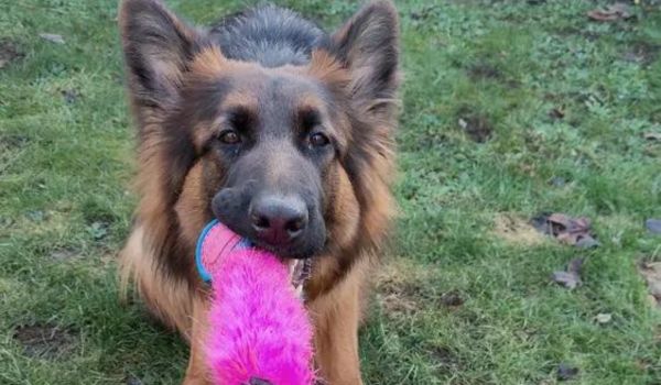 Top Toys for German Shepherds: Entertaining and Engaging