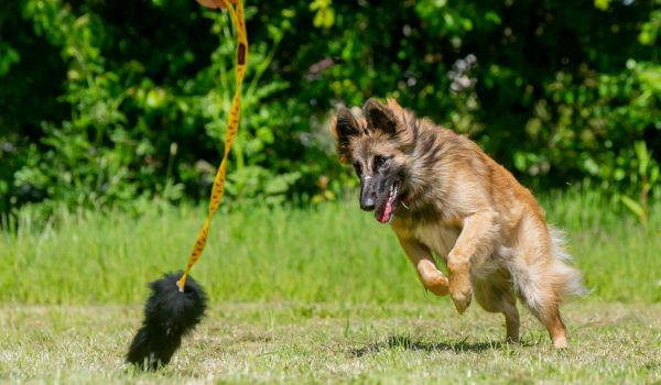 dog chasing sheepskin tug toy