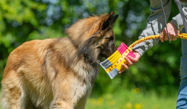 german shepherd with nose in dog food toy